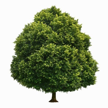 Big tree sticker psd, white | Free PSD - rawpixel