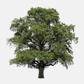 Big tree sticker psd, white | Free PSD - rawpixel