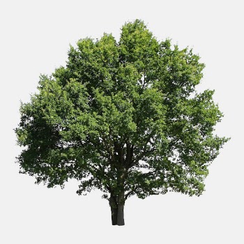 Big tree sticker psd, white | Free PSD - rawpixel