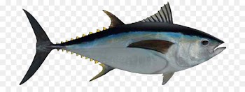 Bigeye tuna Albacore Seafood Fishing Yellowfin tuna - Ahi Tuna PNG Photos 