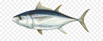 Bigeye tuna Southern bluefin tuna Pacific bluefin tuna Albacore Atlantic bluefin tuna - Tuna Fish 