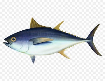 Bigeye tuna Swordfish Euthynnus lineatus Delivery - fish 