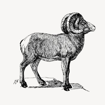 Bighorn sheep clipart, vintage animal | Free Vector - rawpixel