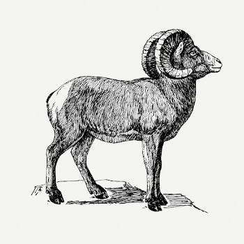 Bighorn sheep drawing, animal vintage | Free PSD - rawpixel