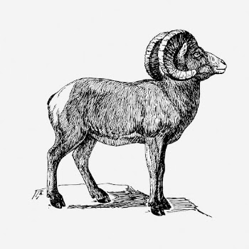 Bighorn sheep drawing, vintage animal | Free Photo - rawpixel
