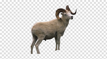Bighorn Sheep PNG Image Background