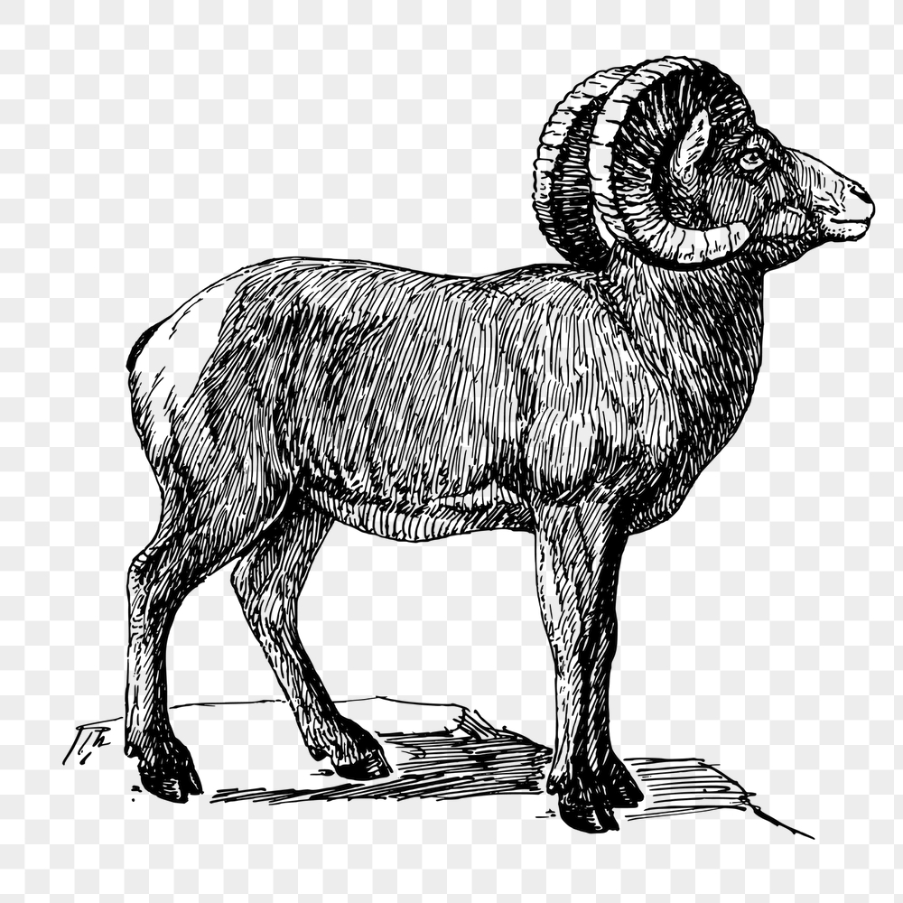 Bighorn sheep png sticker, animal | Free PNG - rawpixel