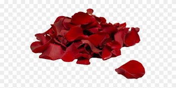 Bigstock Red Rose Petals 1638137 - Rose Petals