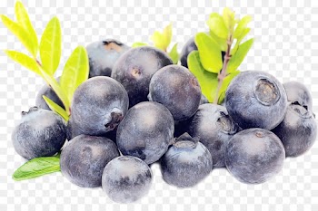bilberry blueberry fruit superfood berry