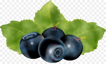 Bilberry Blueberry Huckleberry STXEA NR EUR Superfood -  