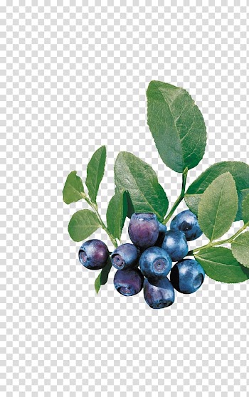 Bilberry European blueberry, Blueberries and blueberry leaves transparent background PNG clipart