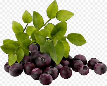 Bilberry European blueberry Stock photography Royalty-free -  