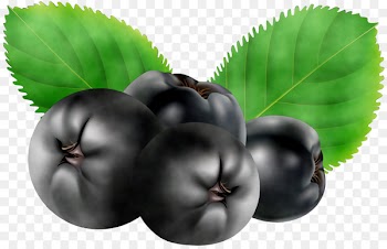 Bilberry Superfood Natural foods Leaf -  