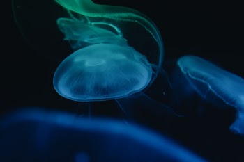 Bioluminescent