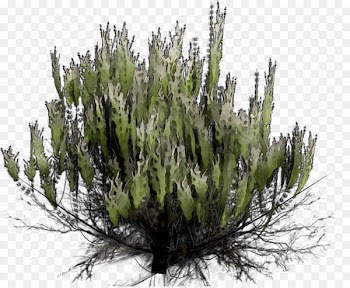 Biome Cupressus Shrub Cupressaceae -  