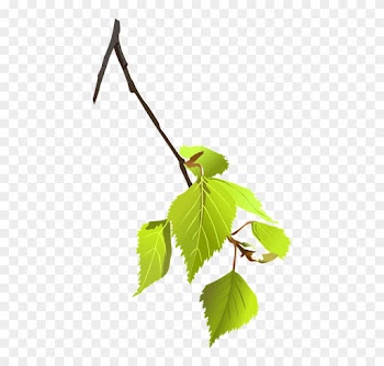 Birch, Branch, Leaves, Plant, Nature, Tree - Tree Branch Vector Png