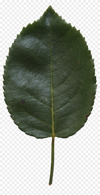 Birch Leaf Texture - Canoe Birch