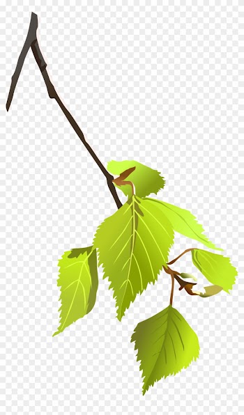 Birch Tree Branch Clipart - Tree Branch Vector Png