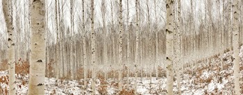 Birch Tree Photography