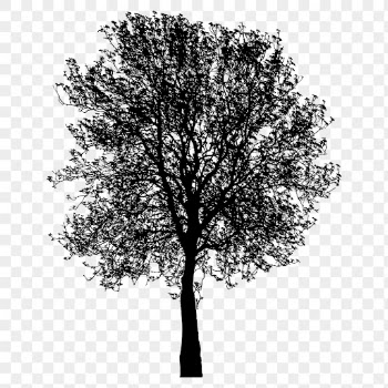 Birch tree png sticker nature | Free PNG - rawpixel