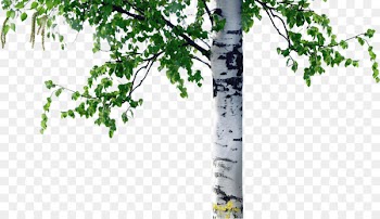 Birch Tree Trunk Coarse woody debris - column 