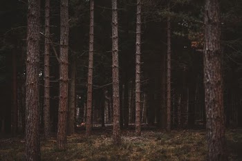 birch trees during dawn