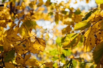 Birch yellow leaves