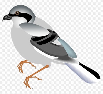 Bird 12 Free Vector - Bird Natural Art Clip