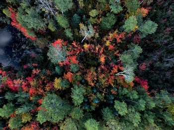 Bird's Eye Photo Of Forest