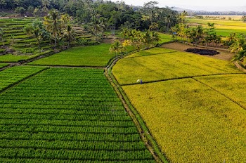 Bird's Eye View Of Cropland During Daytime