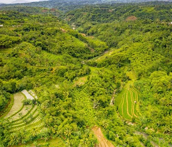 Bird's Eye View Of Forest