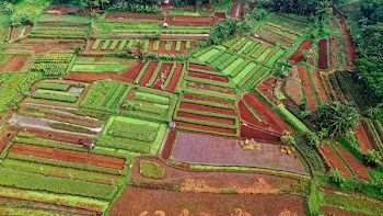 Bird's Eye View of Green and Brown Fields