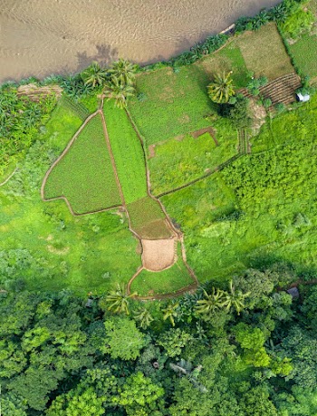 Bird's Eye View of Green Farmland Landscape