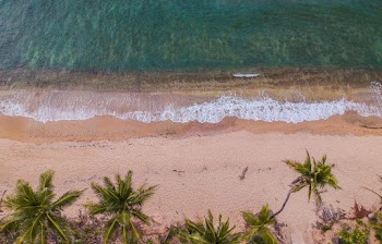 Bird's Eye View of Palm Trees by the Beach