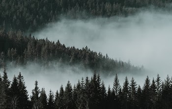 Bird's Eye View Of Pine Trees