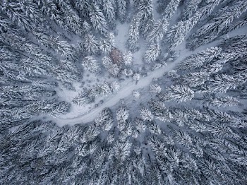Bird's Eye View Of Pine Trees