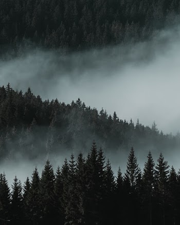 Bird's Eye View Of Pine Trees