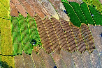 Bird's Eye View Of Rice Field During Daytime