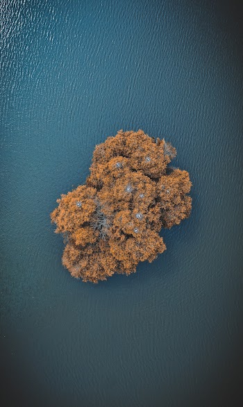 Bird's Eye View Of Tree In The Middle Of Ocean