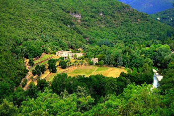 Bird's Eye View of Trees