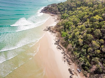 Bird's Eye View of Trees