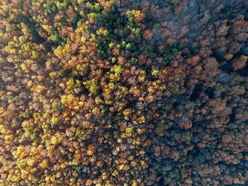 Bird's Eye View of Trees