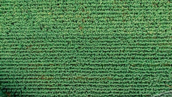 Bird's Eye View Of Trees During Daytime