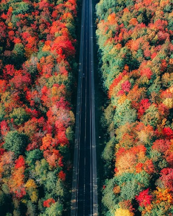 Bird's Eye View Of Trees During Daytime 