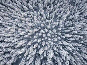 Bird's Eye View Photo Of Pine Trees During Daytime
