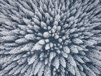 Bird's Eye View Photo Of Pine Trees During Daytime