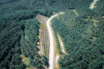Bird's Eye View Photo of Road And Trees