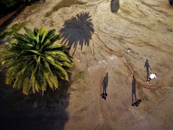 Bird's-eye View Photo of Three Person Stands Near Palm Tree