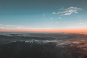 Bird's Eye-view Photography of Green Forest