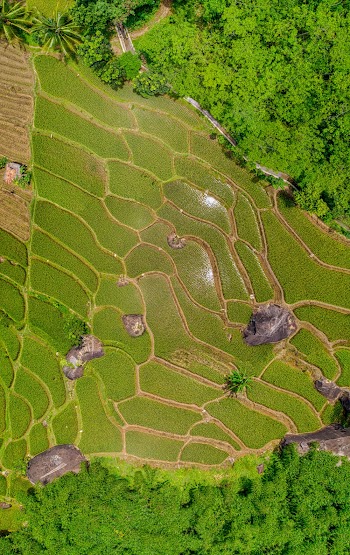 Bird's Eye View Photography Of Rice Terraces